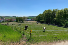Weiden1